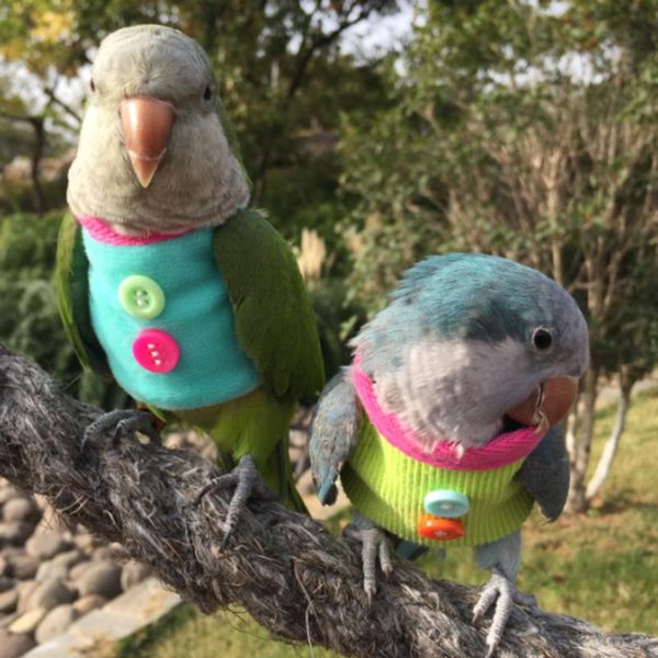 other bird supplies clothes hand-made parrot soft fabric cosplay costume cute flying suit pet diaper m6172
other bird supplies clothes hand-made parrot soft fabric cosplay costume cute flying suit pet diaper m6172