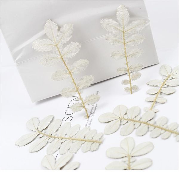 60pcs/8-12cm,natural pressed real flower,eternal leaves diy wedding invitations craft gift bookmark scented candles decoration pre qyllvf
60pcs/8-12cm,natural pressed real flower,eternal leaves diy wedding invitations craft gift bookmark scented candles decoration pre qyllvf