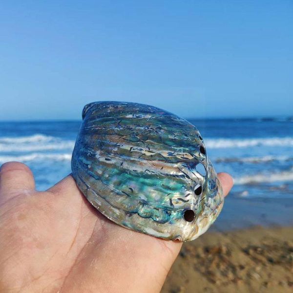 novelty items 1pcs zealand abalone shell natural craft conch decoration for aquarium home landscape landscaping decoraition wedding k7r3
novelty items 1pcs zealand abalone shell natural craft conch decoration for aquarium home landscape landscaping decoraition wedding k7r3