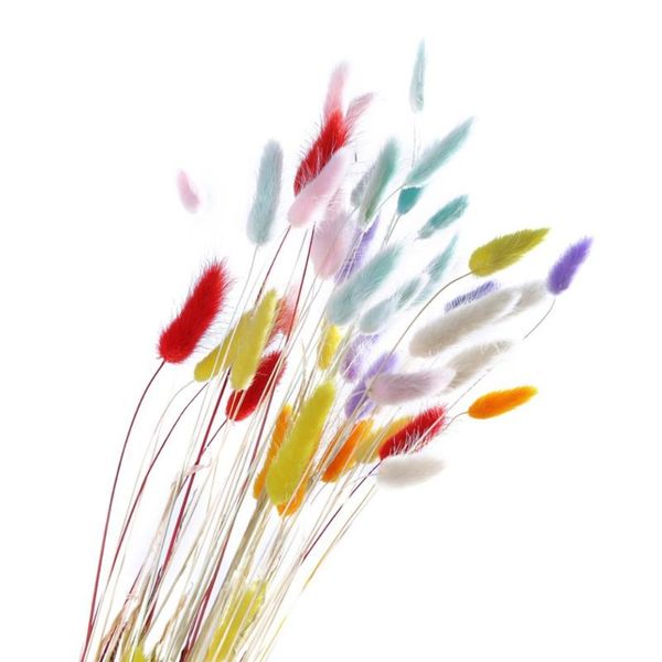 decorative flowers & wreaths 50pcs natural dried white colorful fake tail grass foxtail bouquet long bunches
decorative flowers & wreaths 50pcs natural dried white colorful fake tail grass foxtail bouquet long bunches