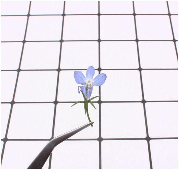 1.5cm/20pcs,nature real touch flower petals,pressed lobelia for diy candles craft bookmark gift card,flores secas faci qylgbr
1.5cm/20pcs,nature real touch flower petals,pressed lobelia for diy candles craft bookmark gift card,flores secas faci qylgbr