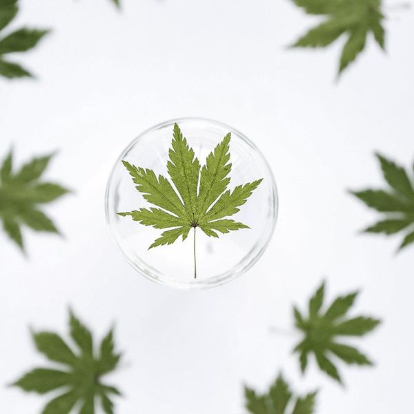 decorative flowers & wreaths 24pcs/pack pressed dried leaf maple sticker plant specimen necklace jewelry making craft embossing phone case d
decorative flowers & wreaths 24pcs/pack pressed dried leaf maple sticker plant specimen necklace jewelry making craft embossing phone case d
