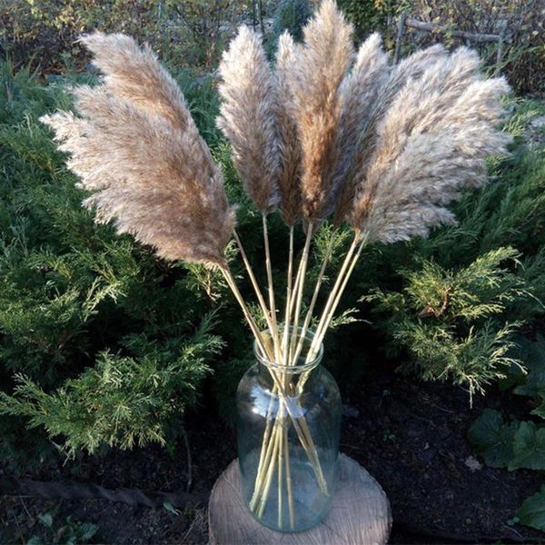 decorative flowers & wreaths 60cm pampas grass dried flower reed wedding decoration hay autumn home natural bouquet retro
decorative flowers & wreaths 60cm pampas grass dried flower reed wedding decoration hay autumn home natural bouquet retro