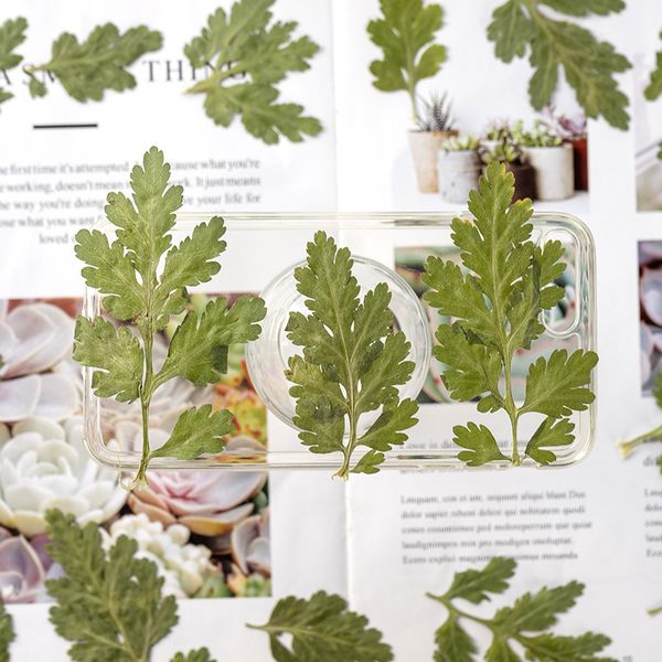 chamomile leaves, flowers, dried pressed plants, teaching specimens, children's diy manual bookmark, glue dropping, flower festival gif
chamomile leaves, flowers, dried pressed plants, teaching specimens, children's diy manual bookmark, glue dropping, flower festival gif