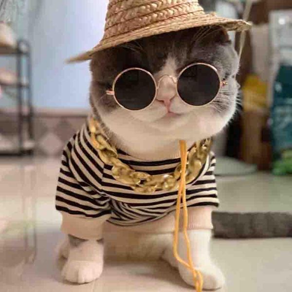 cat carriers,crates & houses 3pcs pet glasses dog products kitty toy sunglasses with straw hat necklace accessoires decor
cat carriers,crates & houses 3pcs pet glasses dog products kitty toy sunglasses with straw hat necklace accessoires decor