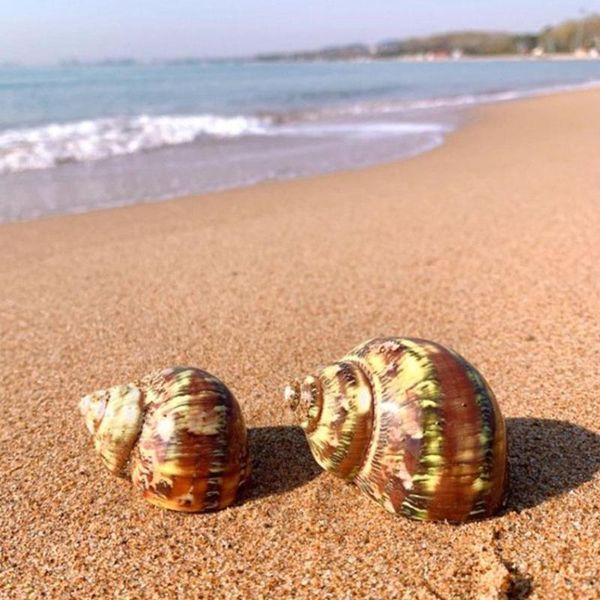 decorations natural conch green/cone/phoenix/eye dongfeng/white snail decor art making for diy jewelry accessories shells
decorations natural conch green/cone/phoenix/eye dongfeng/white snail decor art making for diy jewelry accessories shells