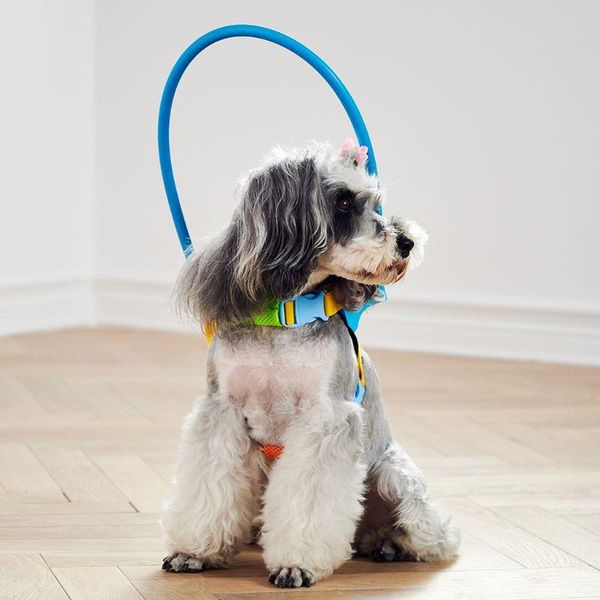 dog collars & leashes blind dogs pet safe harness anti-collision ring pets weak color guide circle animal protection collar rings pxpc
dog collars & leashes blind dogs pet safe harness anti-collision ring pets weak color guide circle animal protection collar rings pxpc