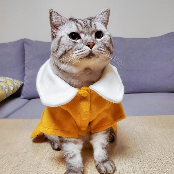 cat costumes sweet coat warm kitten jacket luxury woolen costume winter outdoor festival princess clothes for small pet cats
cat costumes sweet coat warm kitten jacket luxury woolen costume winter outdoor festival princess clothes for small pet cats