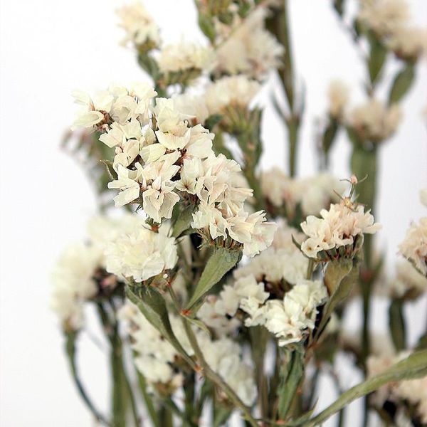 decorative flowers & wreaths 20pcs pure white color dried forget-me-not flower bunch natural light wedding home decoration
decorative flowers & wreaths 20pcs pure white color dried forget-me-not flower bunch natural light wedding home decoration