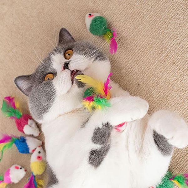 cat toys 5/10pcs false mouse pet mini funny playing for cats with colorful feather plush
cat toys 5/10pcs false mouse pet mini funny playing for cats with colorful feather plush