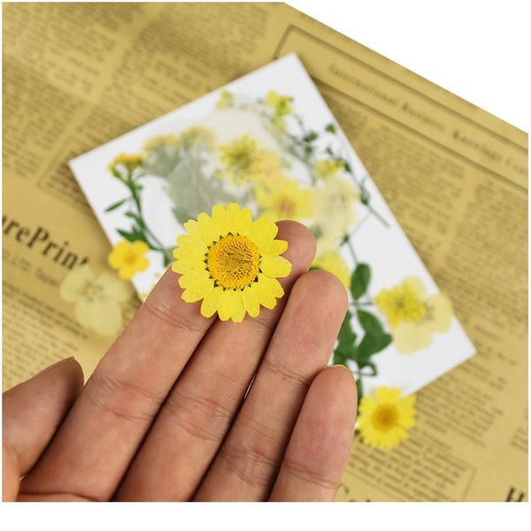 small dried flowers pressed flower diy scrapbooking preserved flower for home wedding party decoration mini bloemen flor qylhiu
small dried flowers pressed flower diy scrapbooking preserved flower for home wedding party decoration mini bloemen flor qylhiu