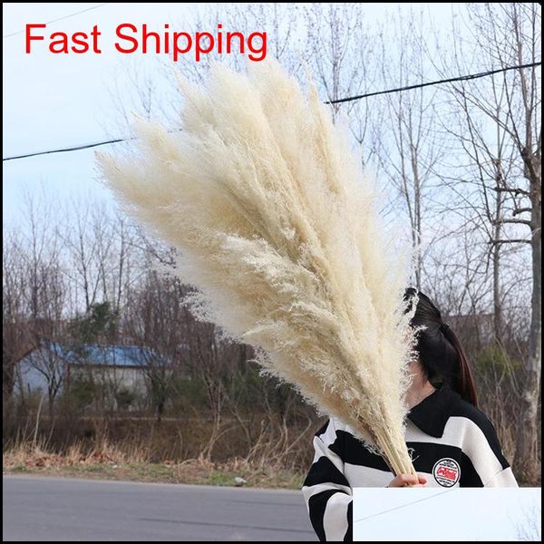 natural plant pampas grass large dried flower wedding special fluffy feather flower ceremony decoration decoration fast shipping unfiu qnznr
natural plant pampas grass large dried flower wedding special fluffy feather flower ceremony decoration decoration fast shipping unfiu qnznr