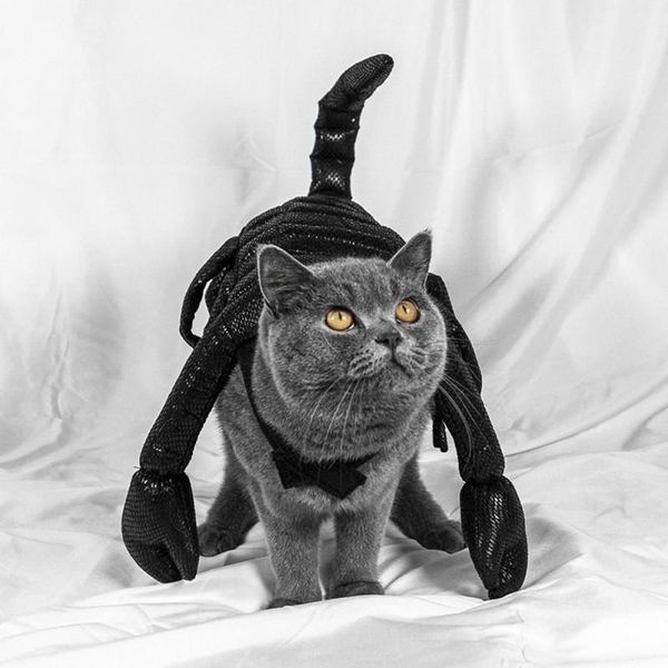 fun cat costume scorpion design pet halloween cosplay , party costume for small and medium dogs cat accessories
fun cat costume scorpion design pet halloween cosplay , party costume for small and medium dogs cat accessories