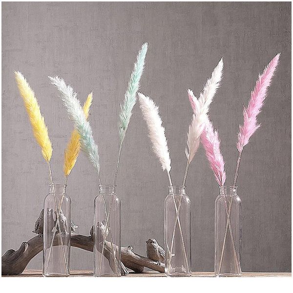 7pcs bulrush natural dried small pampas grass phragmites christmas home decor diy dried real flowers bouquet flower arr jlldsm
7pcs bulrush natural dried small pampas grass phragmites christmas home decor diy dried real flowers bouquet flower arr jlldsm