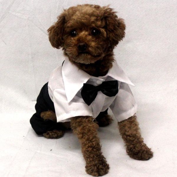 dog apparel boy clothes suit jumpsuit male clothing wedding costume tuxedo overalls poodle bichon pomeranian pug
dog apparel boy clothes suit jumpsuit male clothing wedding costume tuxedo overalls poodle bichon pomeranian pug