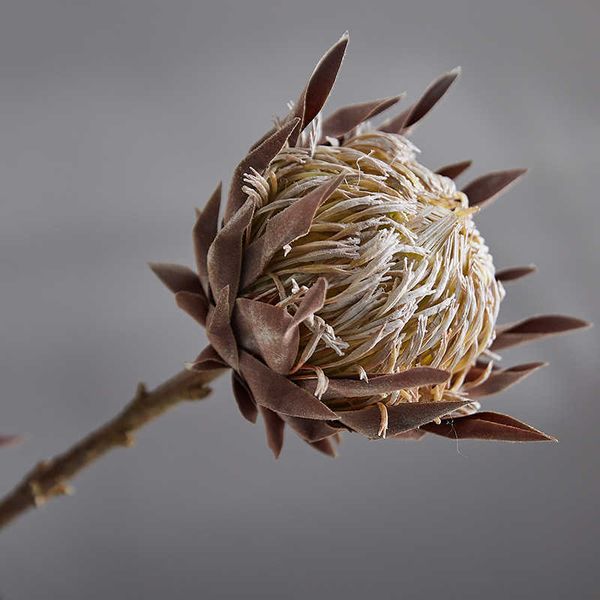 nordic make old and dry simulation imperial flower garden home decoration single branch flower soft decoration false flower
nordic make old and dry simulation imperial flower garden home decoration single branch flower soft decoration false flower