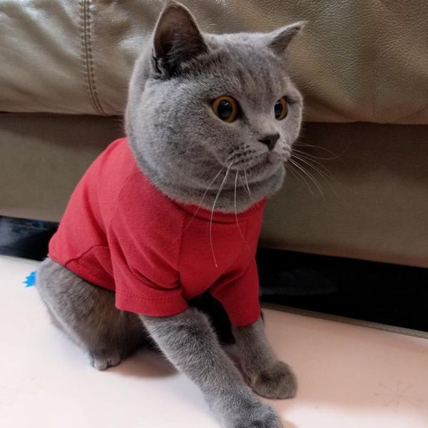 cat costumes spring pet sweatshirt sweater fashion solid clothes for cats katten kleding kedi giyim clothing outfit mascotas products
cat costumes spring pet sweatshirt sweater fashion solid clothes for cats katten kleding kedi giyim clothing outfit mascotas products