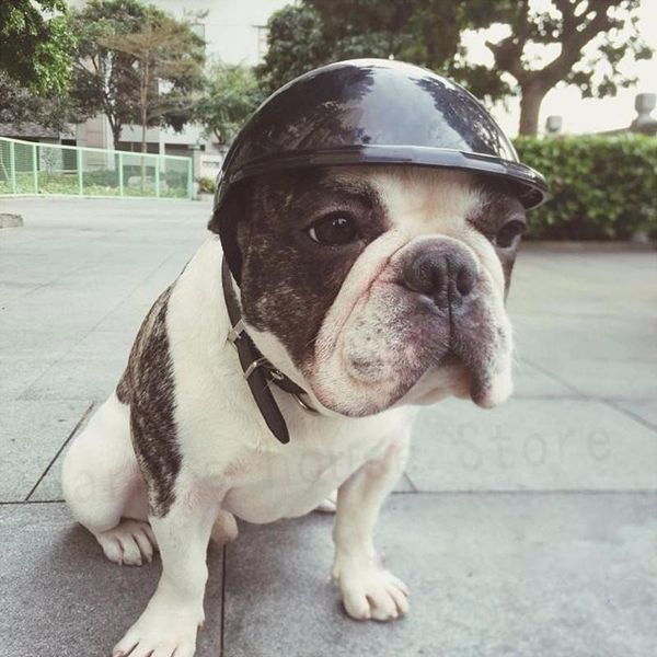 dog apparel pet ridding caps helmet abs plastic doggie puppy bike motorcycle cosplay hat
dog apparel pet ridding caps helmet abs plastic doggie puppy bike motorcycle cosplay hat