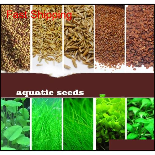 wholesale garden fish tank aquarium plant seeds aquatic water grass ornamental plant home yard decora jlllvf fight2010
wholesale garden fish tank aquarium plant seeds aquatic water grass ornamental plant home yard decora jlllvf fight2010