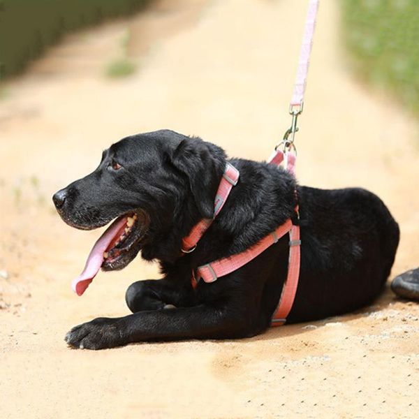 cat collars & leads collar nylon adjustable buckle necklace walking lead leash mesh harness for small medium dog pet
cat collars & leads collar nylon adjustable buckle necklace walking lead leash mesh harness for small medium dog pet