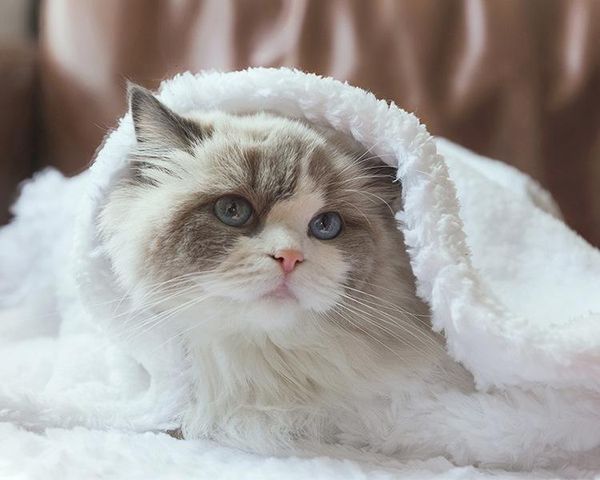 cat beds & furniture pet blanket mat sleeping quilt four seasons universal cotton nest dog
cat beds & furniture pet blanket mat sleeping quilt four seasons universal cotton nest dog
