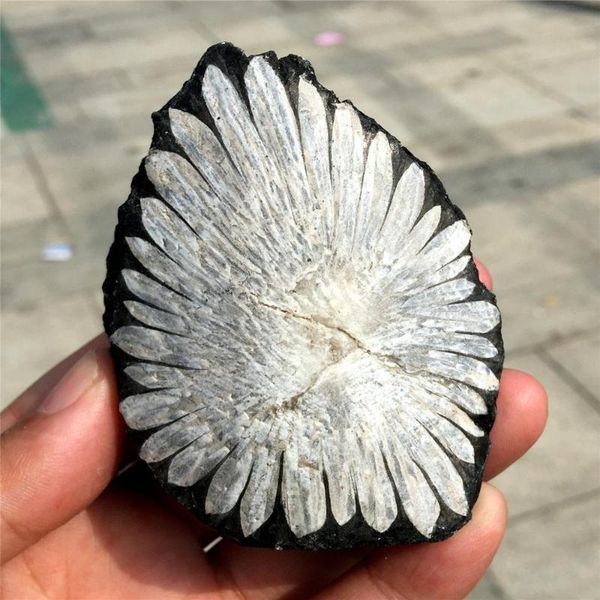 decorative objects & figurines 1pc natural quartz crystal chrysanthemum stone mineral specimen point healing home decor
decorative objects & figurines 1pc natural quartz crystal chrysanthemum stone mineral specimen point healing home decor