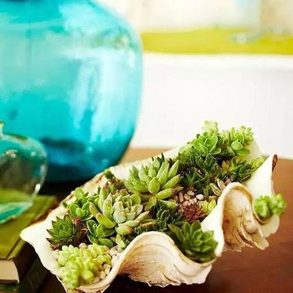 novelty items conch dragon scale melaleuca shell lotus couple aquarium landscaping potted home decoration
novelty items conch dragon scale melaleuca shell lotus couple aquarium landscaping potted home decoration