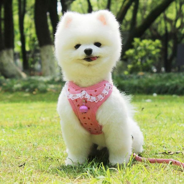 dog collars & leashes harness leash for small medium cute nylon accessories puppy bichon cat vest reflective walking lead
dog collars & leashes harness leash for small medium cute nylon accessories puppy bichon cat vest reflective walking lead