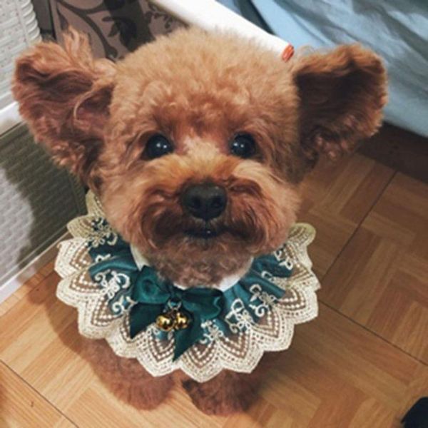 cat costumes adjustable elegant pet bib necklace scarf cute style puppy collars lace flower with bells for small middle dog kitten
cat costumes adjustable elegant pet bib necklace scarf cute style puppy collars lace flower with bells for small middle dog kitten