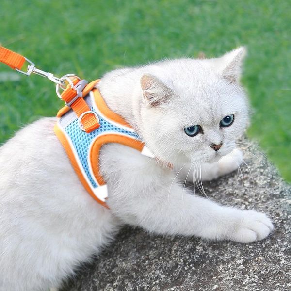 dog collars & leashes pet vest traction rope colour cartoon bear chest strap chain walking the small medium sized dogs cat accessories
dog collars & leashes pet vest traction rope colour cartoon bear chest strap chain walking the small medium sized dogs cat accessories