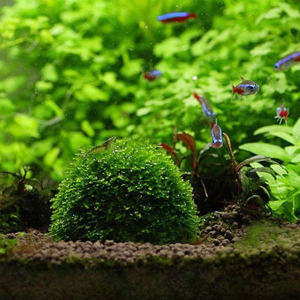 fish tank decoration aquarium transparent landscaping plants holder flo transparent submerged moss ball live aquarium plants 03
fish tank decoration aquarium transparent landscaping plants holder flo transparent submerged moss ball live aquarium plants 03
