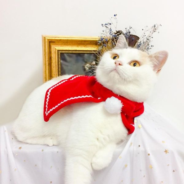 cat costumes christmas clothes for pet dog costume halloween cosplay props cute ropa para gatos red cloak
cat costumes christmas clothes for pet dog costume halloween cosplay props cute ropa para gatos red cloak