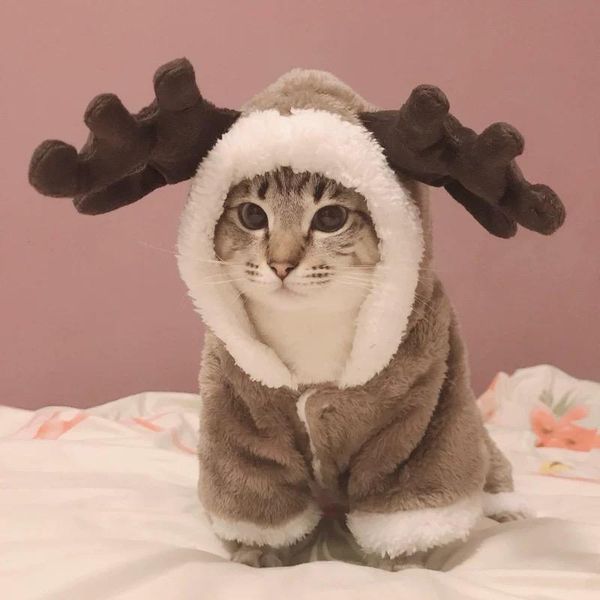 winter cat clothes warm fleece pet costume for small cats kitten jumpsuits clothing cat coat jacket pets dog clothes
winter cat clothes warm fleece pet costume for small cats kitten jumpsuits clothing cat coat jacket pets dog clothes
