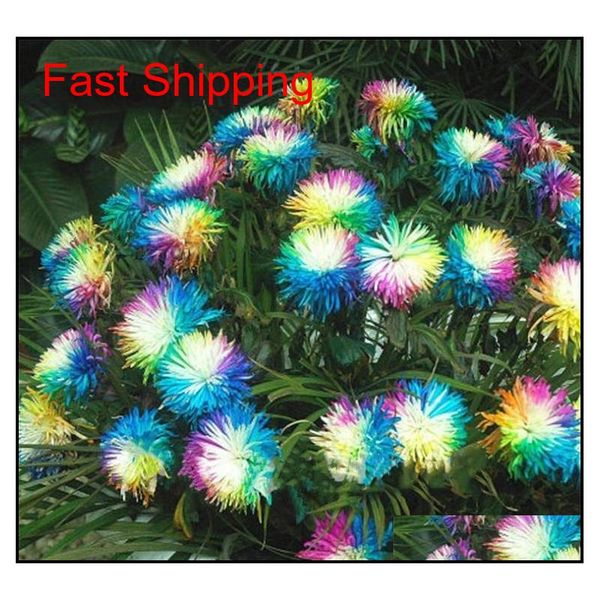 100 pcs/bag rainbow chrysanthemum flower seeds ornamental bonsai, rare color , more chrysanthemum seeds garden qylich dh_seller2010
100 pcs/bag rainbow chrysanthemum flower seeds ornamental bonsai, rare color , more chrysanthemum seeds garden qylich dh_seller2010