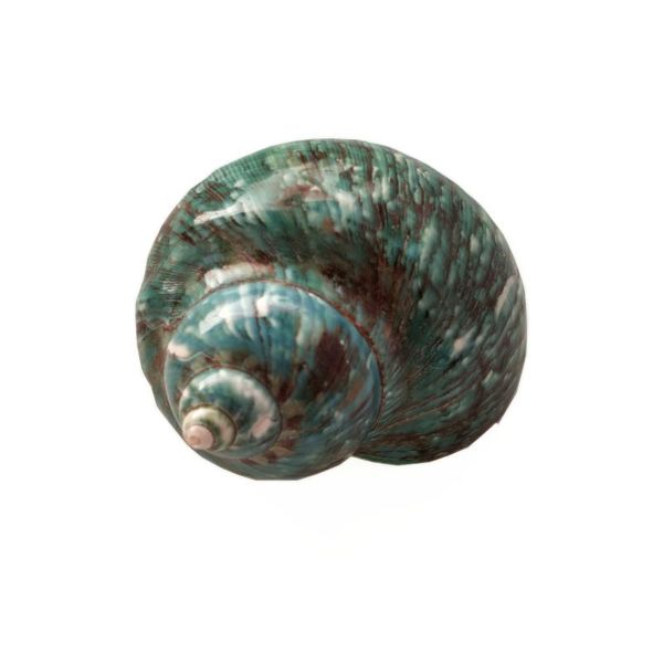 novelty items natural conch shell green turban snail large fish tank aquarium decoration landscape roll hermit cr
novelty items natural conch shell green turban snail large fish tank aquarium decoration landscape roll hermit cr