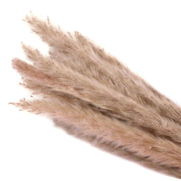 decorative flowers & wreaths 15pcs bulrush dried pampas wedding home decor flower bunch natural bouquets flavorful durable small reed living
decorative flowers & wreaths 15pcs bulrush dried pampas wedding home decor flower bunch natural bouquets flavorful durable small reed living