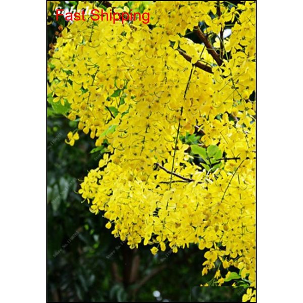 golden yellow wisteria seeds 20 pcs rare purple bonsai wisteria tree indoor outdoor ornamental plants p qylhoq dh_seller2010
golden yellow wisteria seeds 20 pcs rare purple bonsai wisteria tree indoor outdoor ornamental plants p qylhoq dh_seller2010