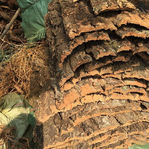 decorations tree bark climber reptile lizard cork christmas elm champagne pet decoration drift wood fish tank driftwood natural
decorations tree bark climber reptile lizard cork christmas elm champagne pet decoration drift wood fish tank driftwood natural