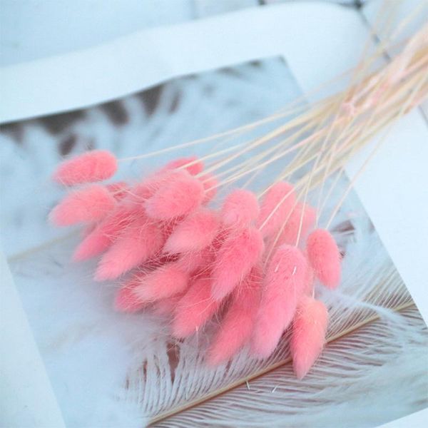 lago-tail flower small natural dried flowers bouquet dry flowers press mini decorative pgraphy p backdrop decor
lago-tail flower small natural dried flowers bouquet dry flowers press mini decorative pgraphy p backdrop decor