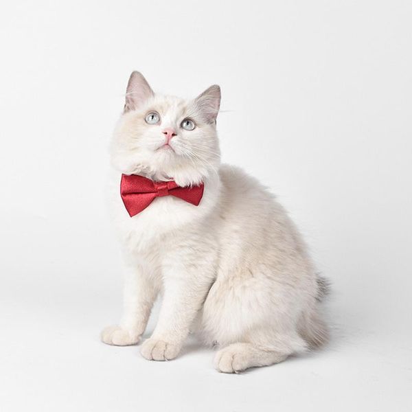 dog apparel pet cat bow tie puppy grooming costume accessories necktie decorative collar for party
dog apparel pet cat bow tie puppy grooming costume accessories necktie decorative collar for party