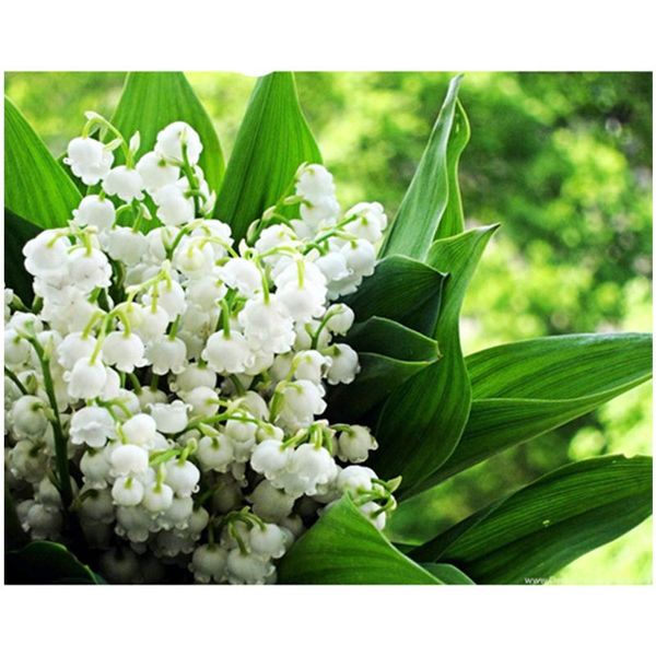 diamond painting diy 5d full flower valley lily cross stitch embroidery landscape bellflower rhinestone mosaiczp-4255
diamond painting diy 5d full flower valley lily cross stitch embroidery landscape bellflower rhinestone mosaiczp-4255