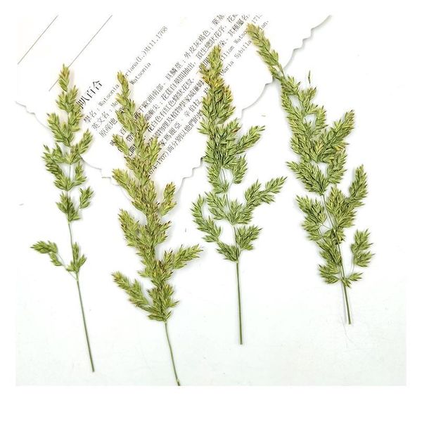 12pcs,natural pressed eternal flowers poa annua,diy wedding invitation craft gift bookmark decoration,scented candle decor pre jlliax
12pcs,natural pressed eternal flowers poa annua,diy wedding invitation craft gift bookmark decoration,scented candle decor pre jlliax