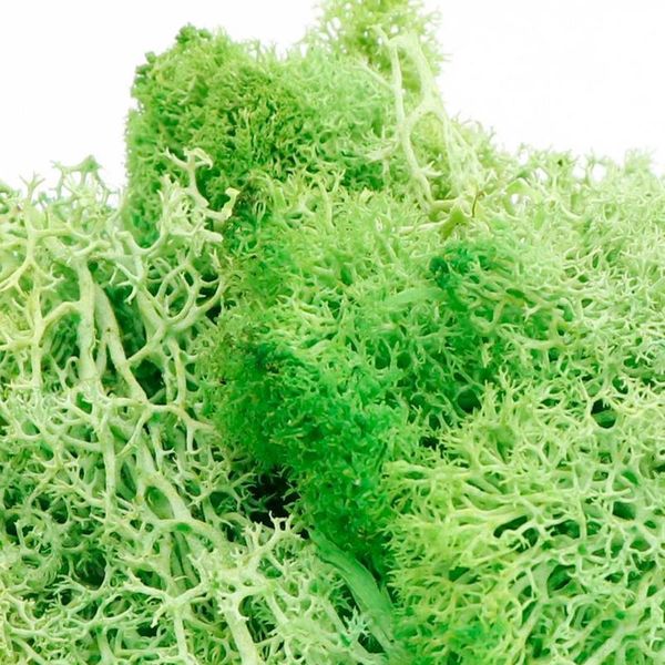 20g simulation plant moss fake dried flowers home living room decorative wall landscape diy 1 jllowy
20g simulation plant moss fake dried flowers home living room decorative wall landscape diy 1 jllowy