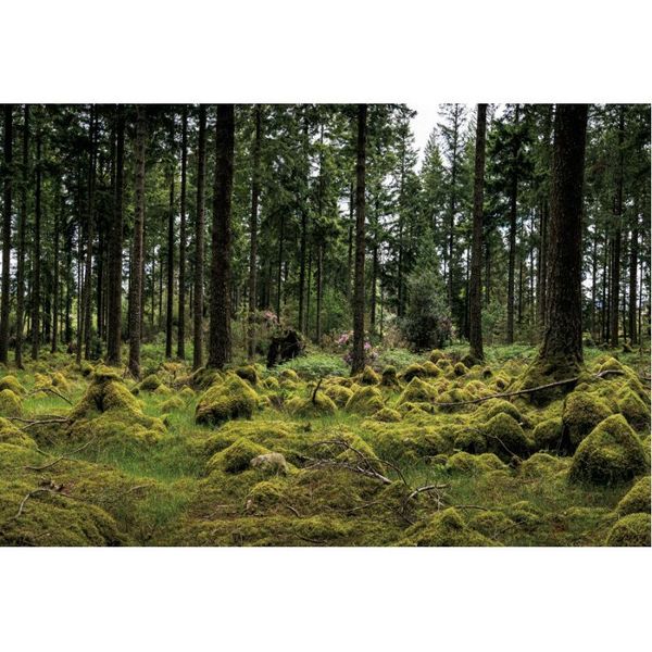party decoration natural scenery backdrop wild forest landscape pography background decor born wedding po booth prop
party decoration natural scenery backdrop wild forest landscape pography background decor born wedding po booth prop
