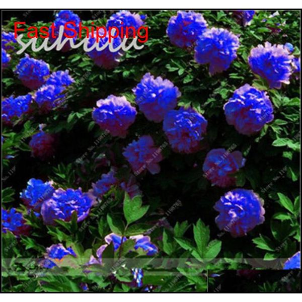10 pcs/bag mixed color peony seeds chinese rose tree peony seeds beautiful decoration bonsai flower plant jlldtw sinabag
10 pcs/bag mixed color peony seeds chinese rose tree peony seeds beautiful decoration bonsai flower plant jlldtw sinabag