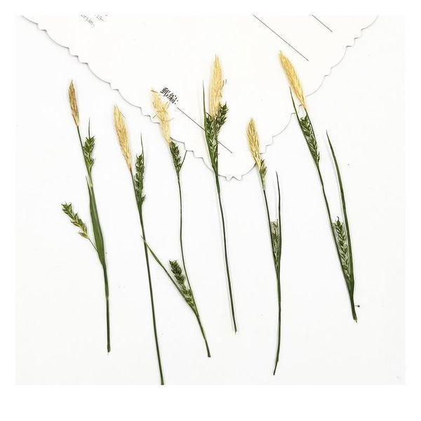 100pcs/7-9cm,naturepressed carex grass with branches,diy wedding invitation craft gift bookmark decoration,scented candle dec qylegp
100pcs/7-9cm,naturepressed carex grass with branches,diy wedding invitation craft gift bookmark decoration,scented candle dec qylegp