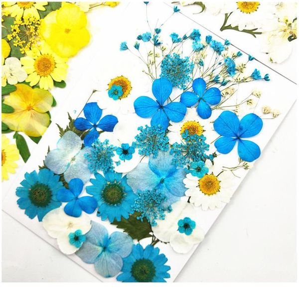 pipifren pressed flowers small dried flowers scrapbooking dry diy preserved flower decoration home mini bloemen flor jllykz
pipifren pressed flowers small dried flowers scrapbooking dry diy preserved flower decoration home mini bloemen flor jllykz