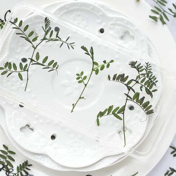 decorative flowers & wreaths 24pcs/pack pressed dried leaf vicia leaves sticker plant specimen necklace jewelry making bookmark phone case d
decorative flowers & wreaths 24pcs/pack pressed dried leaf vicia leaves sticker plant specimen necklace jewelry making bookmark phone case d