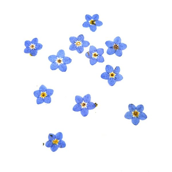 bookmark 100pcs pressed dried natural mini blue forgetmenot flower plant herbarium for jewelry phone case nailart diy
bookmark 100pcs pressed dried natural mini blue forgetmenot flower plant herbarium for jewelry phone case nailart diy