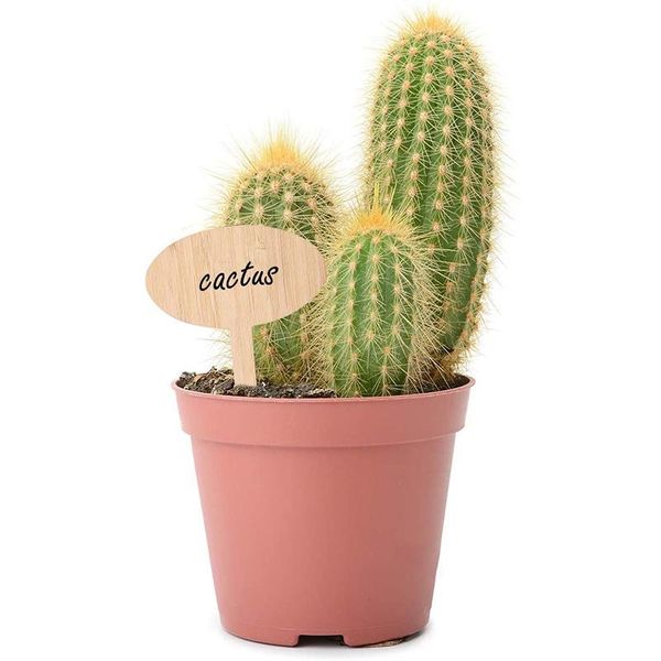other garden supplies 50pcs t-type bamboo plant labels eco-friendly wooden sign tags markers for bonsai seed potted herbs flowers tool
other garden supplies 50pcs t-type bamboo plant labels eco-friendly wooden sign tags markers for bonsai seed potted herbs flowers tool